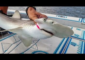BABY HAMMERHEAD SHARK Catch & Cook!