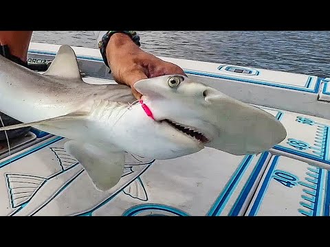 BABY HAMMERHEAD SHARK Catch & Cook!