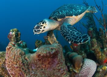 BEST DIVING adventures in Roatan