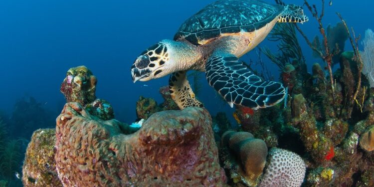 BEST DIVING adventures in Roatan