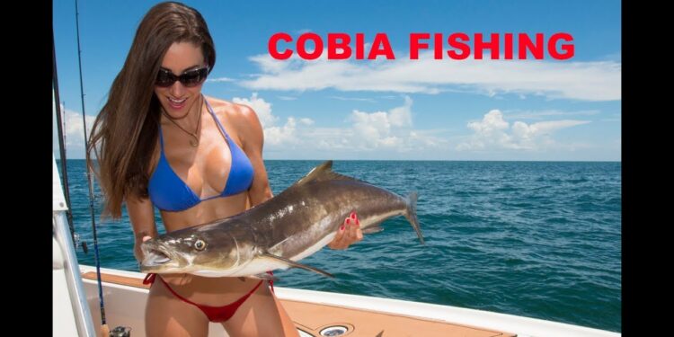 Catching COBIA in Florida