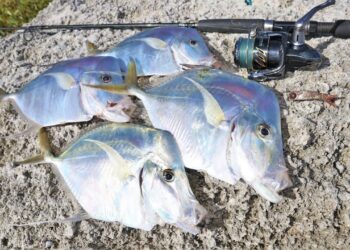 Catching DINNER & Tons of Fish Inshore Fishing!