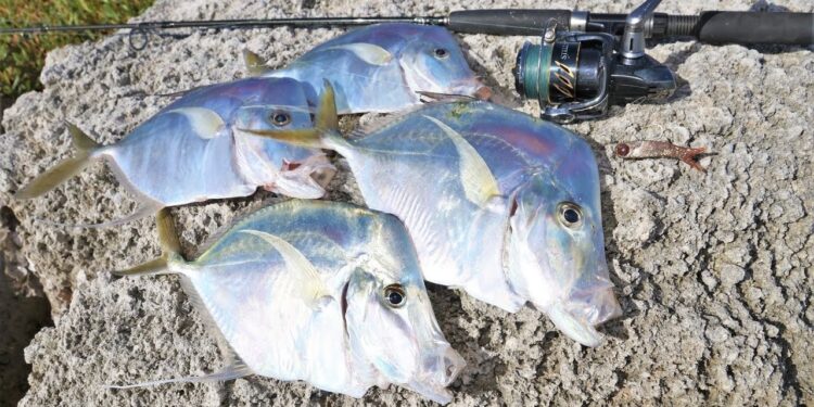 Catching DINNER & Tons of Fish Inshore Fishing!