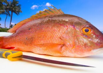 Deep Sea Snapper Fishing: Easy & HEALTHY Fish Recipe! Catch Clean Cook