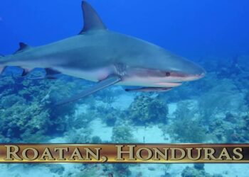 Diving with SHARKS in Roatan, Honduras !!