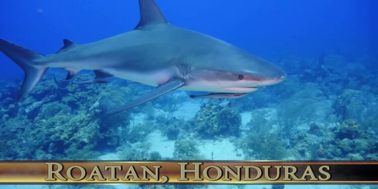 Diving with SHARKS in Roatan, Honduras !!
