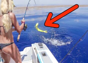 Epic Florida Offshore Dolphin Fishing THIRTY Miles Out!