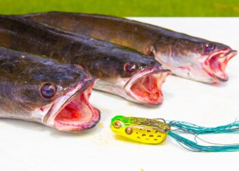 Fishing for INVASIVE Species in Florida- Catch Clean Cook (Canal Fishing)