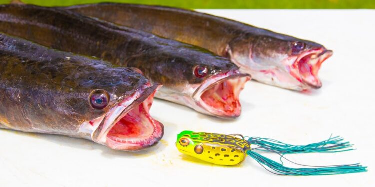 Fishing for INVASIVE Species in Florida- Catch Clean Cook (Canal Fishing)