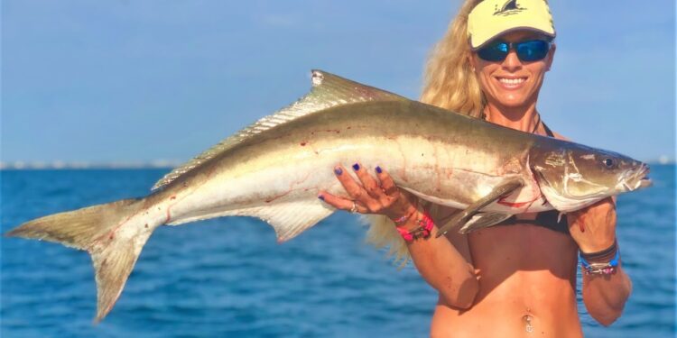 Florida Deep Sea Wreck Fishing for COBIA Video!