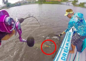 Florida Inshore Fishing for GIANT Snook caught on Big NEON Lure