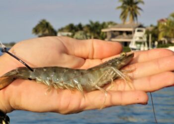 Florida Inshore Fishing with JUMBO Live Shrimp!