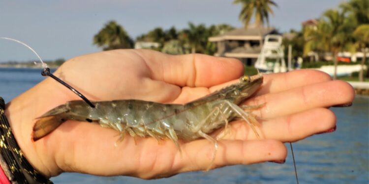 Florida Inshore Fishing with JUMBO Live Shrimp!