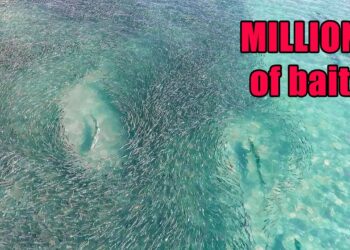 Florida MULLET RUN Migration Fishing! Baitfish EVERYWHERE!! (Stuart Florida Fishing)