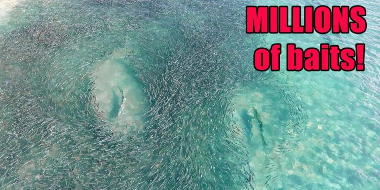 Florida MULLET RUN Migration Fishing! Baitfish EVERYWHERE!! (Stuart Florida Fishing)