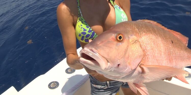 GIANT FLORIDA Keys Mutton snapper!