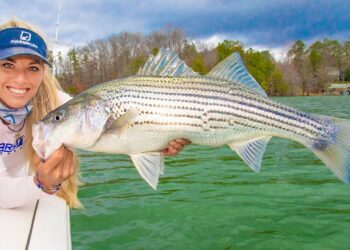 Giant STRIPED BASS Fishing on Lake Lanier! Winter Striper Fishing