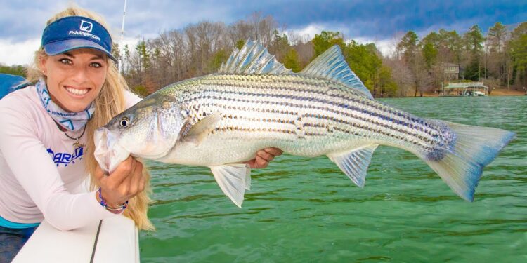 Giant STRIPED BASS Fishing on Lake Lanier! Winter Striper Fishing