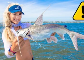 Giant VENOMOUS Saltwater Catfish Catch Clean COOK! Gafftopsail Catfish Taste Test!