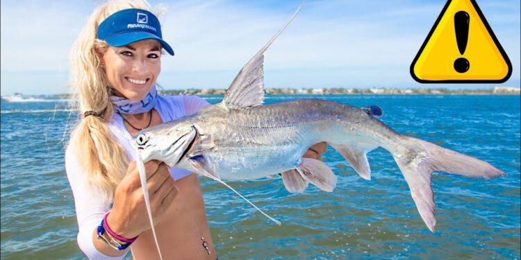 Giant VENOMOUS Saltwater Catfish Catch Clean COOK! Gafftopsail Catfish Taste Test!