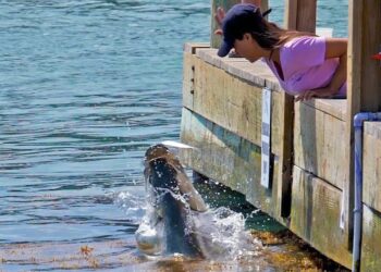 HAND FEEDING GIANT TARPON!