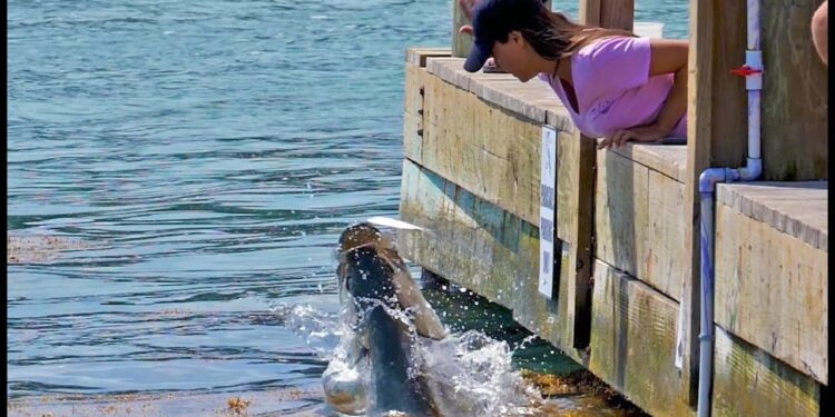 HAND FEEDING GIANT TARPON!