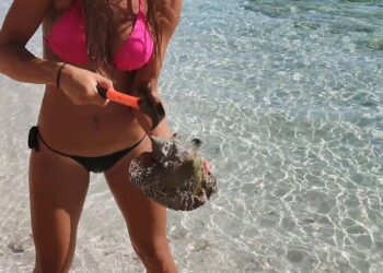 HOW TO CATCH, CLEAN & COOK LOBSTER and CONCH in the BAHAMAS!