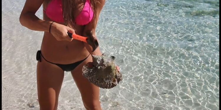 HOW TO CATCH, CLEAN & COOK LOBSTER and CONCH in the BAHAMAS!
