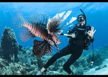 Helping save our reefs; Shooting lionfish in Roatan, Honduras.