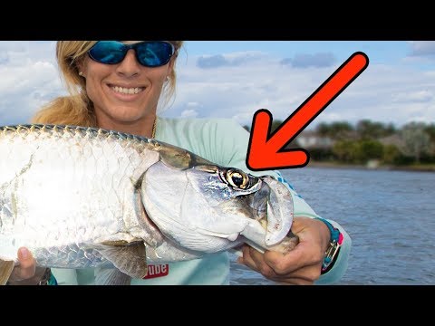 Hooked in the EYEBALL! Florida Inshore Fishing Tarpon, Snook, & Jacks