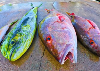 How To Florida Fishing Muttons & Mahi! Deep Sea Fishing (Stuart Florida)
