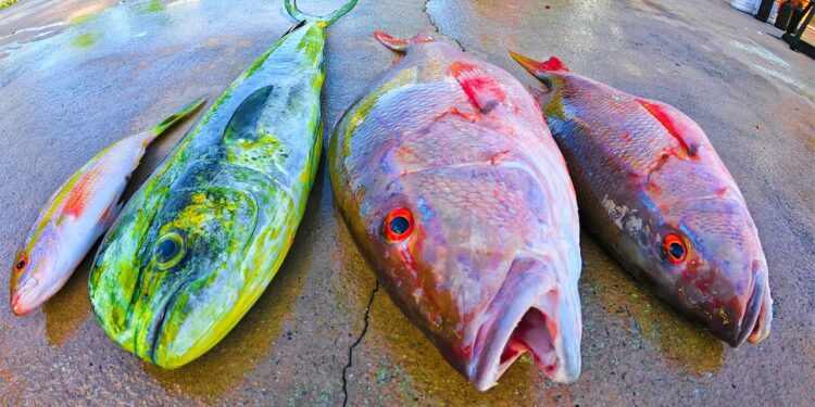 How To Florida Fishing Muttons & Mahi! Deep Sea Fishing (Stuart Florida)