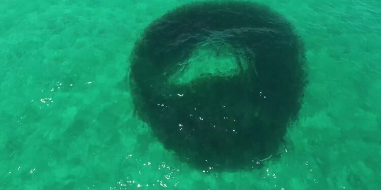 INSANE Roosterfish BAIT BALL Footage !! 4K