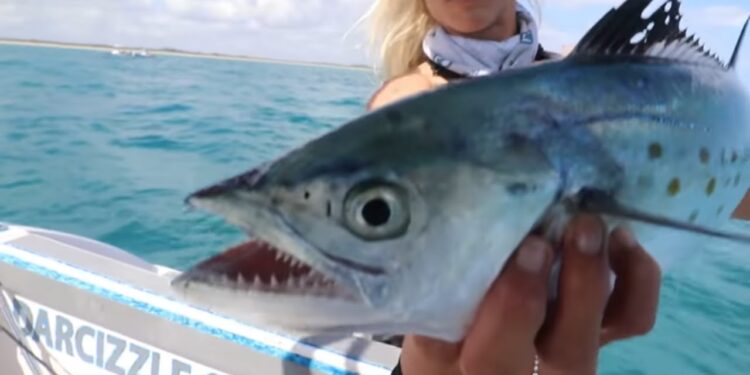 JUMBO Spanish Mackerel Fishing! How to Catch Mackerel (Catch Clean Cook)
