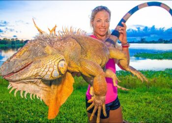 Massive IGUANA Hunting in my Backyard! Catch Clean Cook! *WORLD RECORD!*