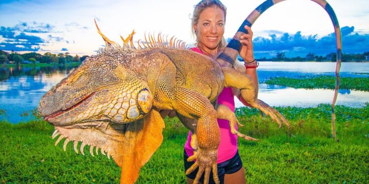 Massive IGUANA Hunting in my Backyard! Catch Clean Cook! *WORLD RECORD!*