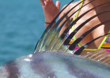 Monster Costa Rican ROOSTERFISH !