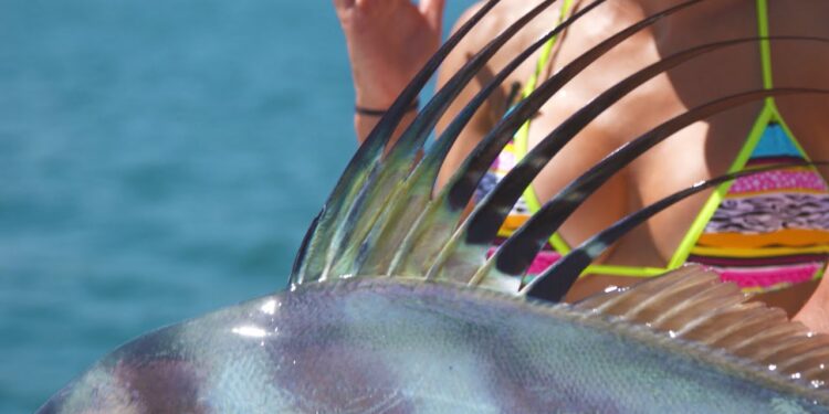 Monster Costa Rican ROOSTERFISH !