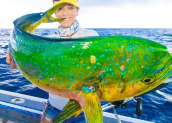NEW Bikini rules in effect! Kingfish, Dolphin & Wahoo Offshore Slam!