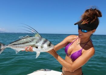 Roosterfish in MEXICO
