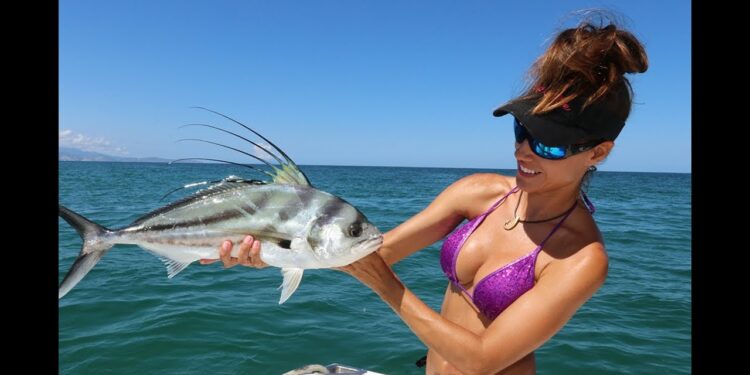 Roosterfish in MEXICO