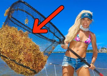 SEAWEED Harvesting!! Foraging Edible Seaweed CATCH and COOK!! (Sargassum Florida)