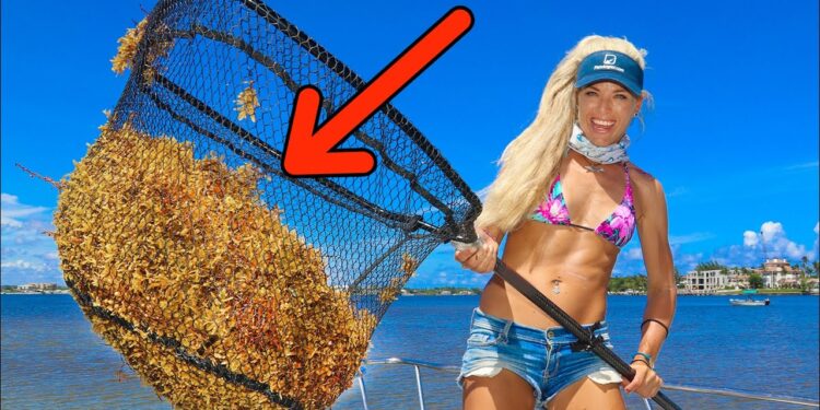 SEAWEED Harvesting!! Foraging Edible Seaweed CATCH and COOK!! (Sargassum Florida)