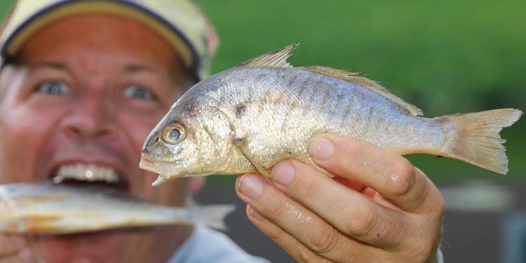 SECRET Bait That Catches GIANT FISH Every Cast!