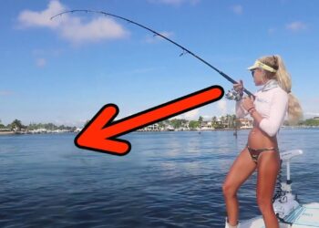 SHARKS Caught with BASS GEAR! Florida Inshore Fishing Video!