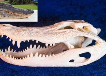 SKULL CLEANING- How To Clean an ALLIGATOR Skull (Easy European Mount)