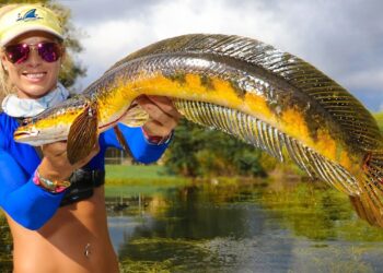 SNAKEHEAD Fish (Catch Clean Cook) Most INVASIVE Species! Deep Fried Fish Fingers!