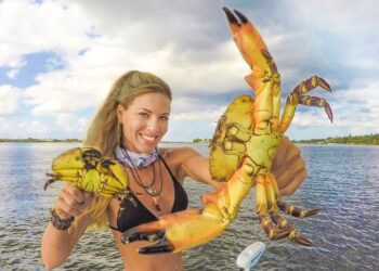 STONE CRAB CLAWS! How To ( Catch Clean Cook ) the Most Expensive Seafood Ever
