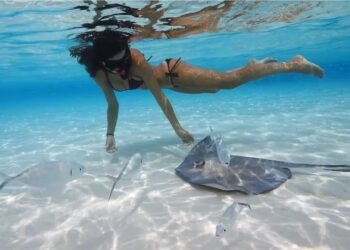 SWIMMING with STINGRAYS in the Cayman Islands