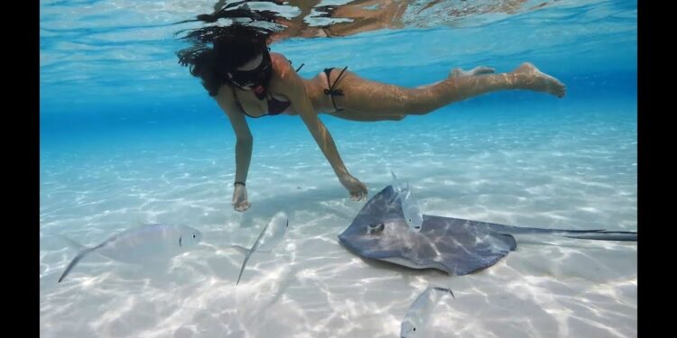SWIMMING with STINGRAYS in the Cayman Islands